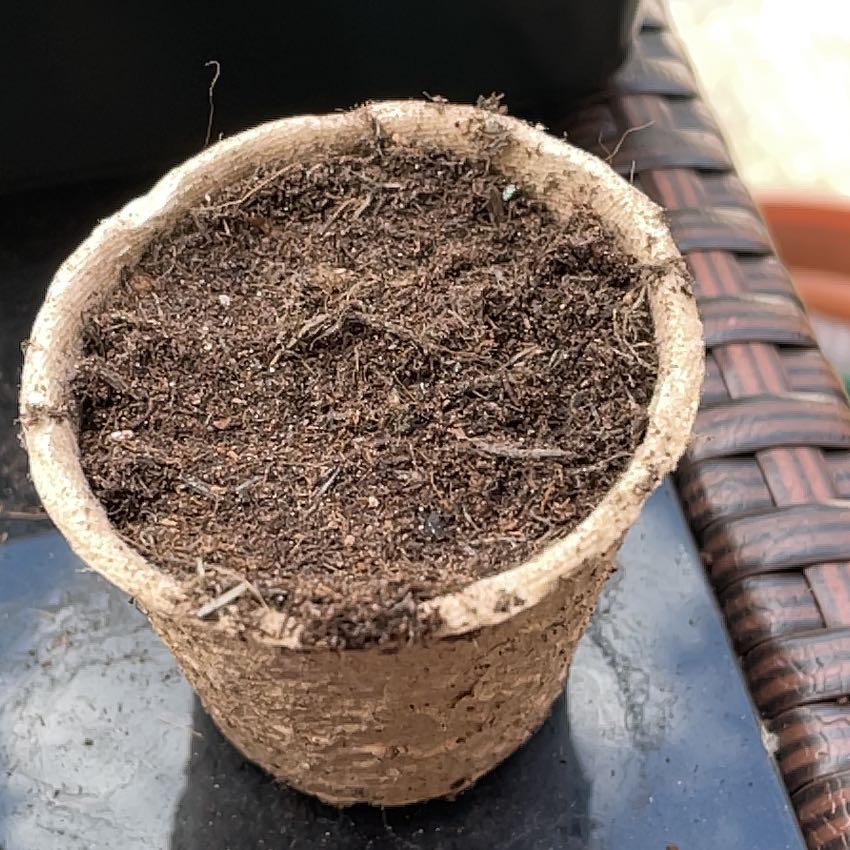 Photo of the plant species Cauliflower by @MovingMint29 named Coco on Greg, the plant care app