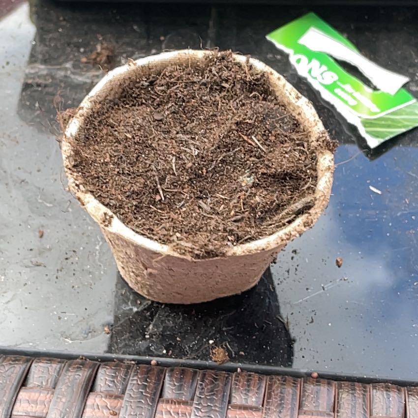 Photo of the plant species Cabbage by @MovingMint29 named Bruce Lee on Greg, the plant care app