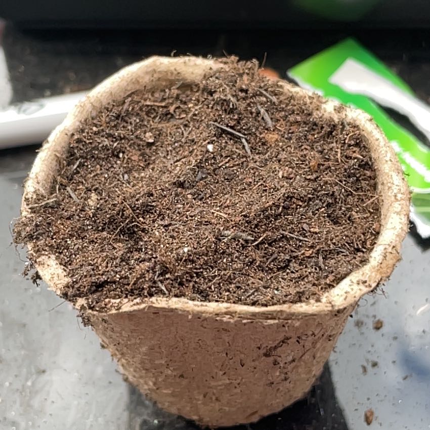 Photo of the plant species Cabbage by @MovingMint29 named McKinley on Greg, the plant care app