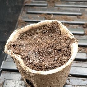 Photo of the plant species Cabbage by @MovingMint29 named Denali on Greg, the plant care app