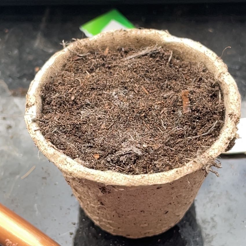 Photo of the plant species Cabbage by @MovingMint29 named Prince on Greg, the plant care app