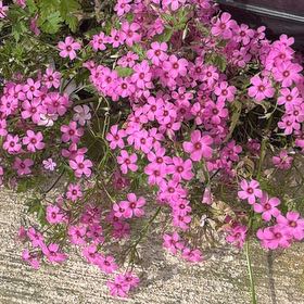 Photo of the plant species Jointed Woodsorrel by @MovingMint29 named Willow on Greg, the plant care app
