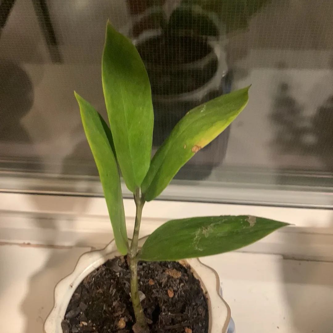 Photo of the plant species Zz Plant by @BigHeketara57 named Zion on Greg, the plant care app