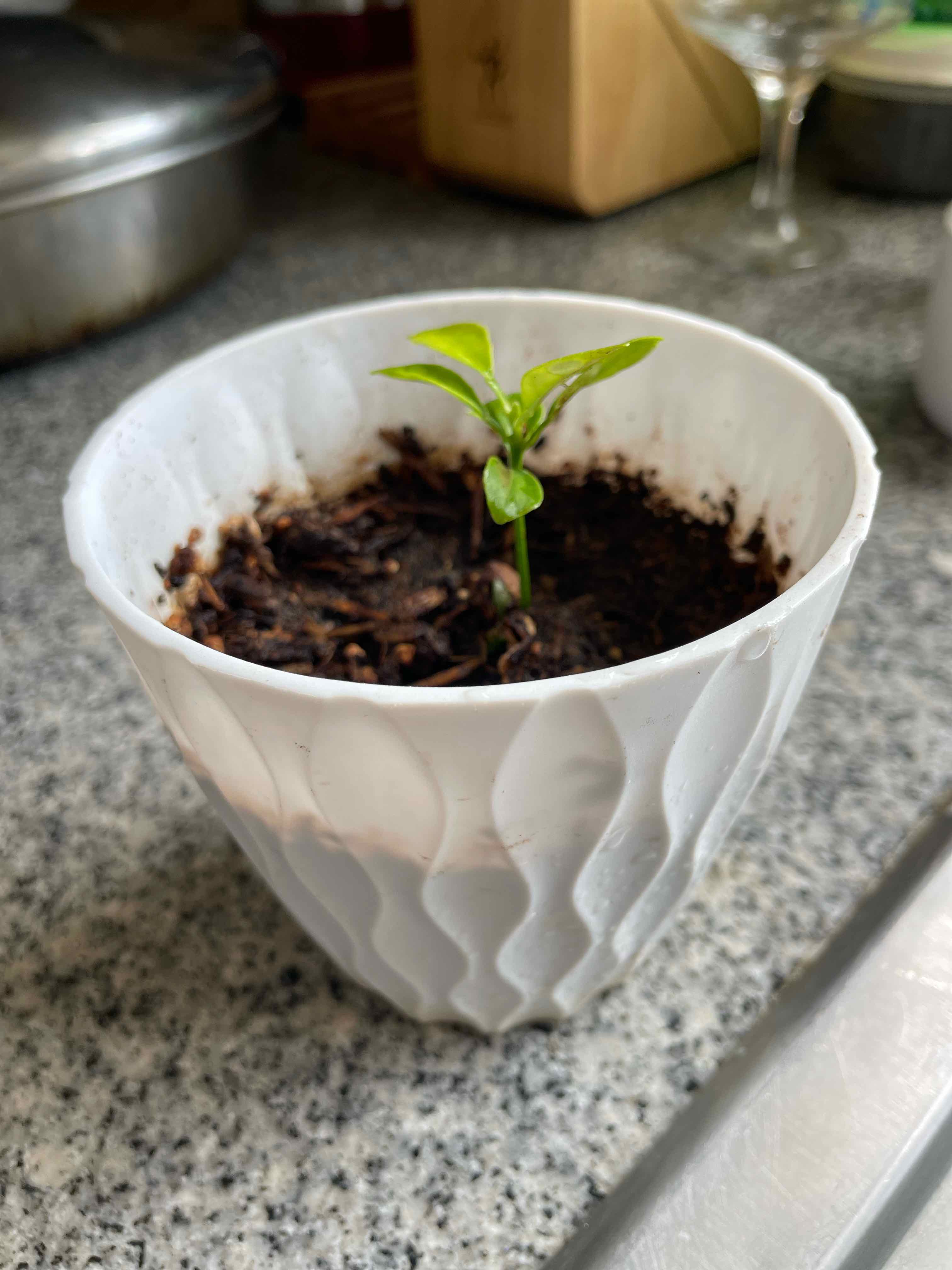 Photo of the plant species Bitter Melon by @JadeGreen named Aristotle on Greg, the plant care app