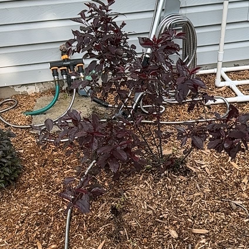 Photo of the plant species Purple Leaf Sand Cherry by @PrizeOnionweed named McKinley on Greg, the plant care app