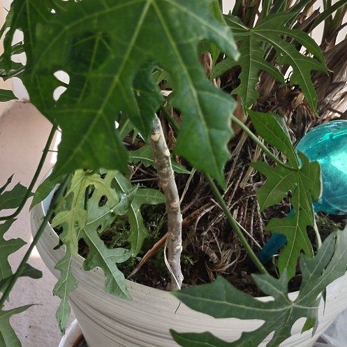 Photo of the plant species Chaya by @ComicCapeivy34 named Planty on Greg, the plant care app