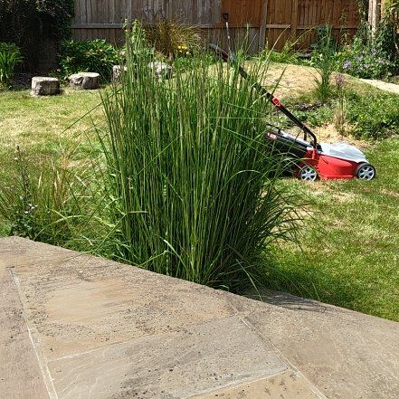 Photo of the plant species Feather Reed Grass 'Karl Foerster' by @SirBalsam13 named Cleopatra on Greg, the plant care app