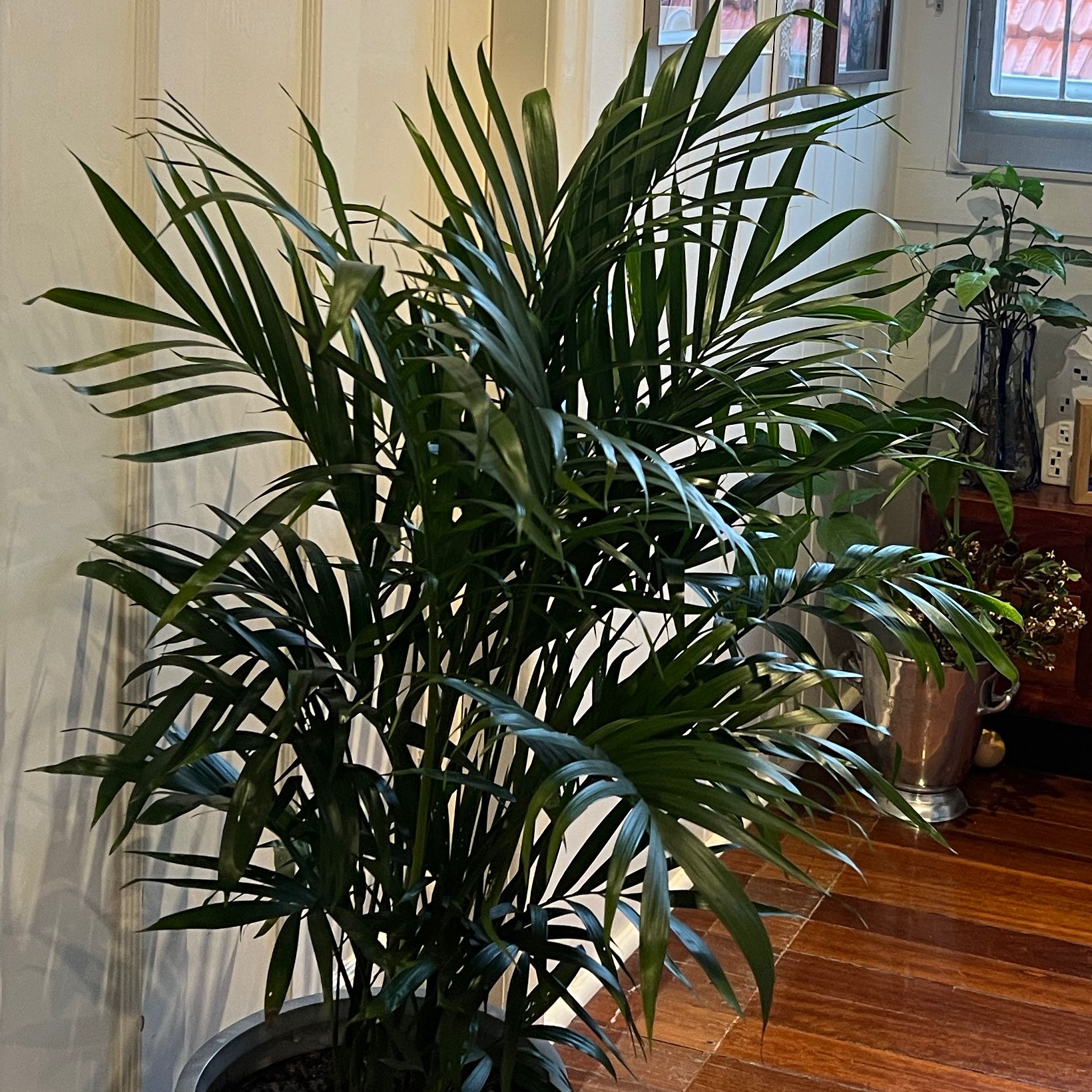 Photo of the plant species Cascade Palm by @HotWildrice23 named Luna on Greg, the plant care app