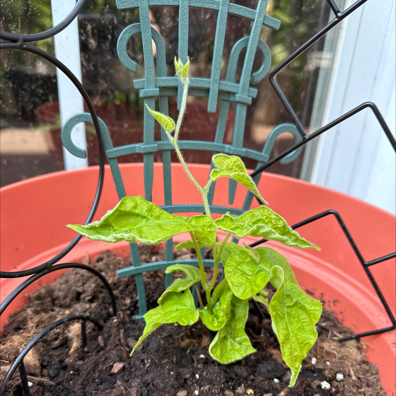 Photo of the plant species Picotee Blue Morning Glory by @LindsayLovesIt named Queen Latifa on Greg, the plant care app