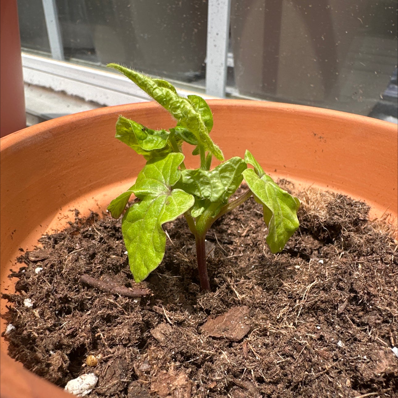 Photo of the plant species Picotee Blue Morning Glory by @LindsayLovesIt named Lil Kim on Greg, the plant care app