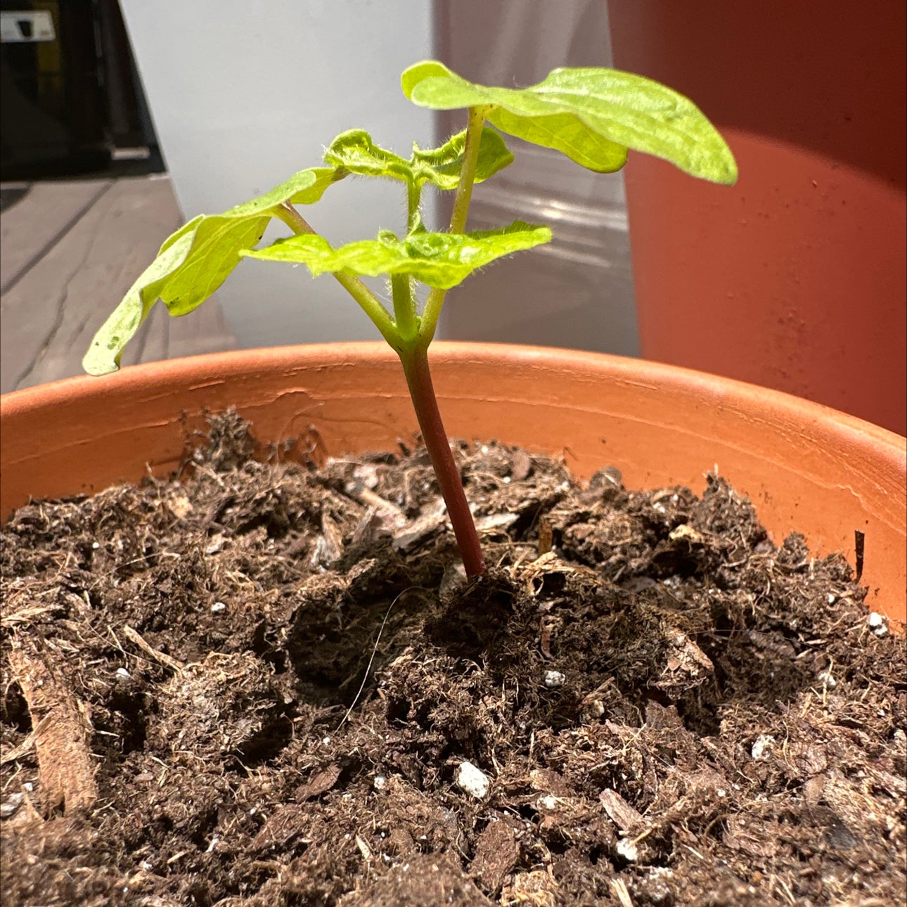 Photo of the plant species Picotee Blue Morning Glory by @LindsayLovesIt named Foxxy Brown on Greg, the plant care app