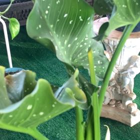Photo of the plant species Gerbera 'Alcatraz' by @HipPinklaui84 named Achilles on Greg, the plant care app