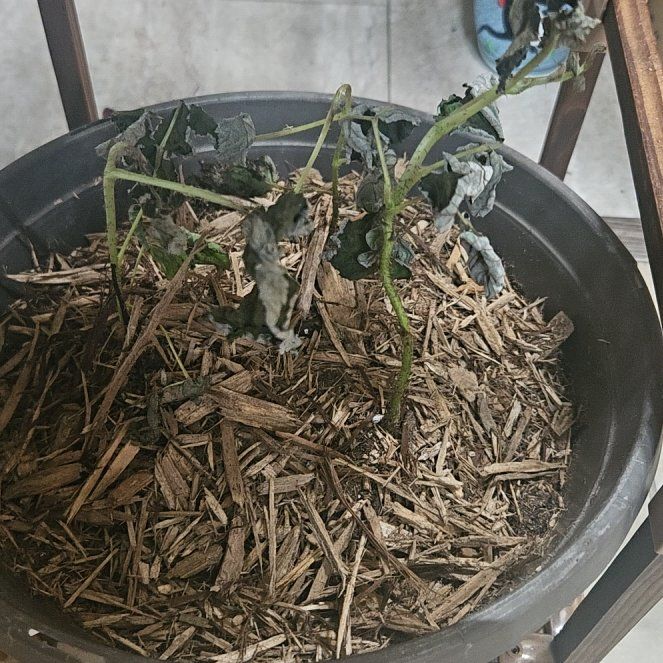 Photo of the plant species Red Raspberry by @WinninglyHoya50 named Zion on Greg, the plant care app