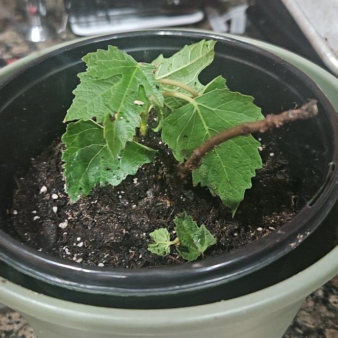 Photo of the plant species Fig by @WinninglyHoya50 named Austen on Greg, the plant care app