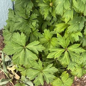 Photo of the plant species Globeflower by @RadRedmint2 named Lavender on Greg, the plant care app