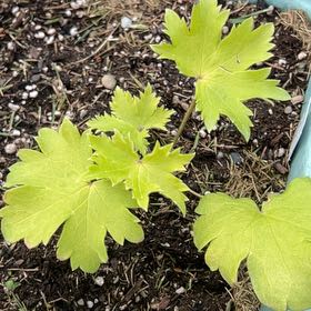 Photo of the plant species Plume Poppy by @RadRedmint2 named Kesha on Greg, the plant care app