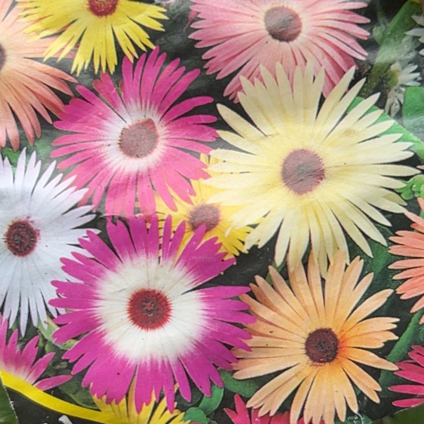 Photo of the plant species Livingstone Daisy by @RadRedmint2 named Curie on Greg, the plant care app
