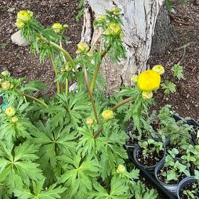 Photo of the plant species Globeflower by @RadRedmint2 named Fernie Saunders on Greg, the plant care app
