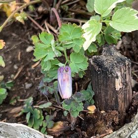 Photo of the plant species Greek Thimbleweed by @RadRedmint2 named Bodhi on Greg, the plant care app