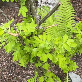 Photo of the plant species Siberian Peashrub by @RadRedmint2 named Hemingway on Greg, the plant care app