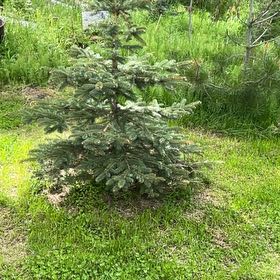 Photo of the plant species Silver Fir by @RadRedmint2 named Sol on Greg, the plant care app