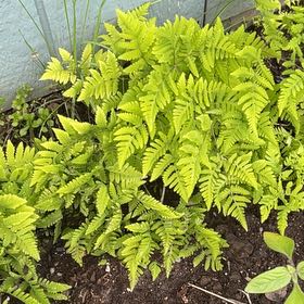 Photo of the plant species Oak Fern by @RadRedmint2 named Einstein on Greg, the plant care app