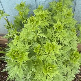 Photo of the plant species Monkshood by @RadRedmint2 named Leaf Erickson on Greg, the plant care app