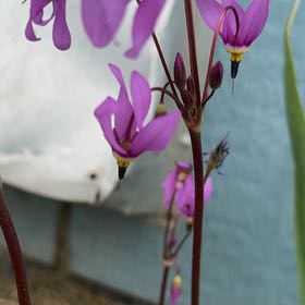Photo of the plant species Common Shootingstar by @RadRedmint2 named Mando on Greg, the plant care app