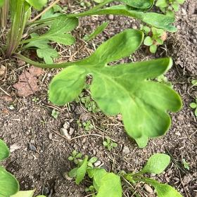 Photo of the plant species Blister Buttercup by @RadRedmint2 named LiloStitch on Greg, the plant care app