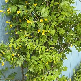 Photo of the plant species Siberian Peashrub by @RadRedmint2 named Willow on Greg, the plant care app