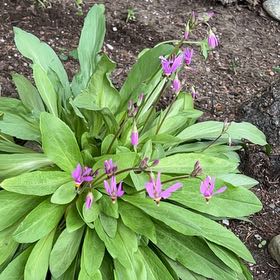 Photo of the plant species Common Shootingstar by @RadRedmint2 named Emerson on Greg, the plant care app