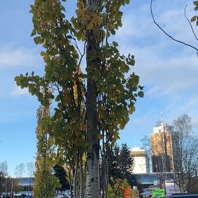 Photo of the plant species Quaking Aspen by @RadRedmint2 named Emerson on Greg, the plant care app