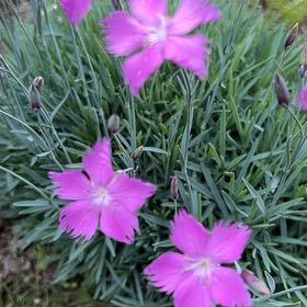 Photo of the plant species Chinese Pink by @RadRedmint2 named Demi on Greg, the plant care app