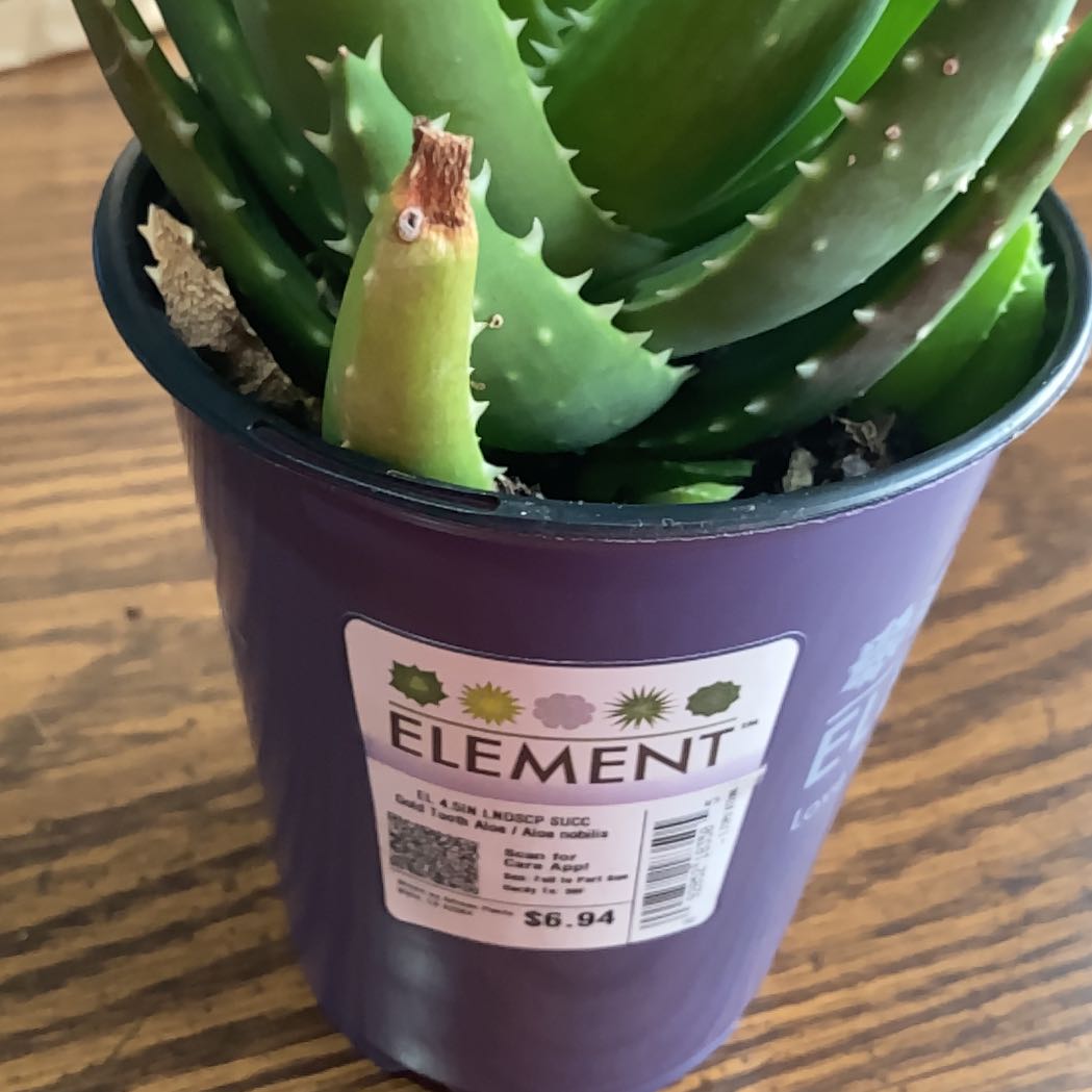 Photo of the plant species Gold Tooth Aloe by @SaintlyLambsear named Gollspike on Greg, the plant care app