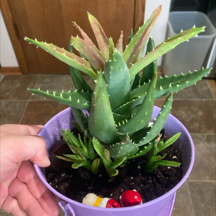 Photo of the plant species Gold Tooth Aloe by @SaintlyLambsear named Gollspike on Greg, the plant care app