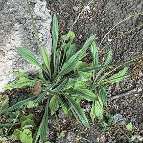 Photo of the plant species Hare-Foot Plantain by @WillWeed5 named Zeus on Greg, the plant care app