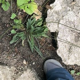 Photo of the plant species Blond Plantain by @WillWeed5 named Anne on Greg, the plant care app