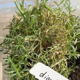 Photo of the plant species Dianthus 'Dianne' by @WelefulMelon80 named Einstein on Greg, the plant care app
