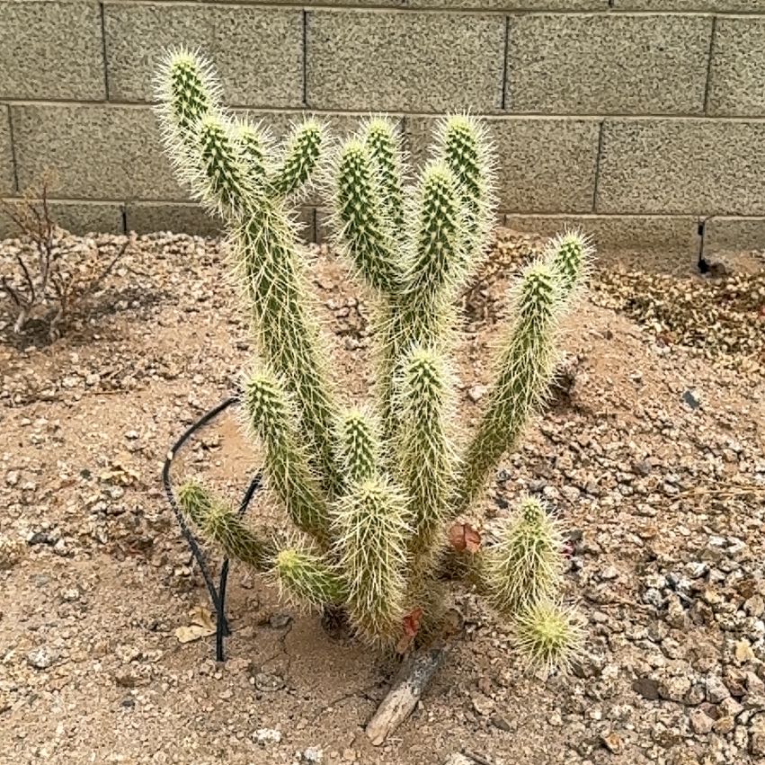 Photo of the plant species Teddy-Bear Cactus by @BrawnyCreamcups named Madonna on Greg, the plant care app
