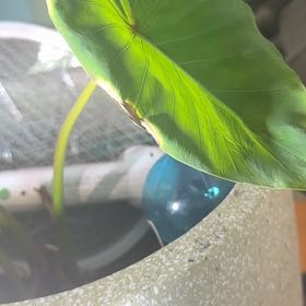 Photo of the plant species Colocasia Black Sapphire Gecko by @Ashuck named Tolkien on Greg, the plant care app