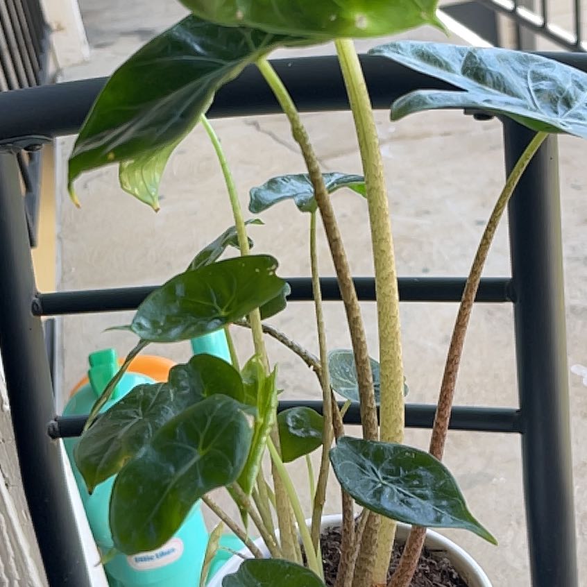 Photo of the plant species Elephant Ear 'Ivory Coast' by @OrganizedPandan named Keanu Leaves on Greg, the plant care app