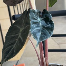 Photo of the plant species Alocacia by @PopularTitoki9 named Athena on Greg, the plant care app