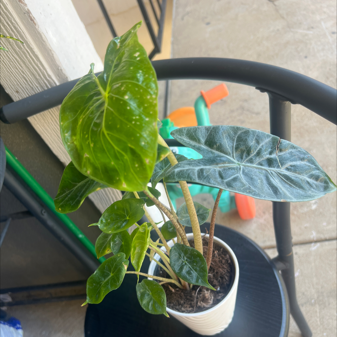 Photo of the plant species Alocacia by @PopularTitoki9 named Lebron on Greg, the plant care app