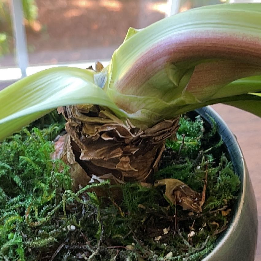 Base of a Barbosa Lily plant in a pot with visible soil and moss.