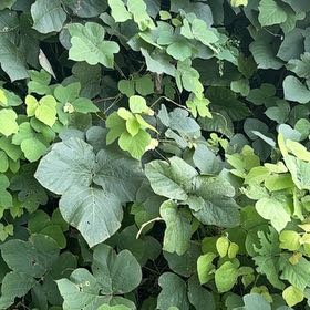 Photo of the plant species Kudzu by @HighCuttings1 named Rosa on Greg, the plant care app