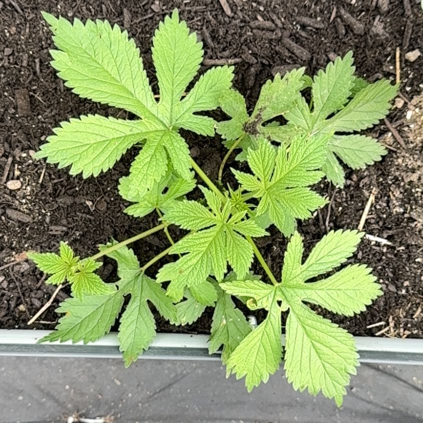 Photo of the plant species Japanese Hop by @FunFicusalii74 named Bieber on Greg, the plant care app