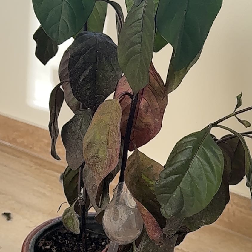 Photo of the plant species Pseuderanthemum by @VocalCamellia24 named Daphne on Greg, the plant care app
