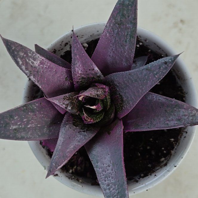 Photo of the plant species Kosmik Kaktus-a Asst by @HeartyColeus named Khaleesi on Greg, the plant care app