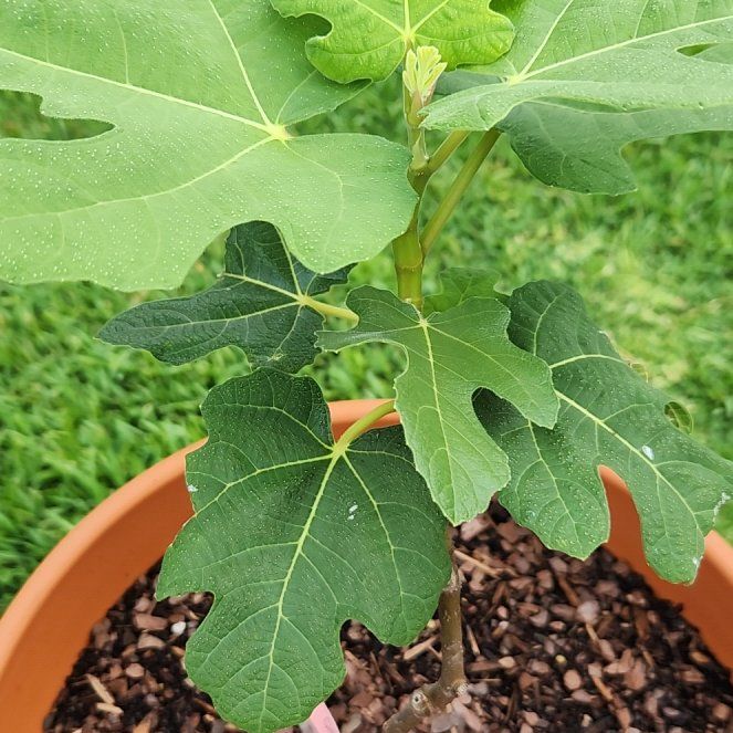 Photo of the plant species Fig by @DesignerRose named Fernie Saunders on Greg, the plant care app