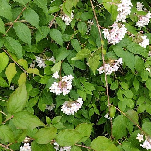 Photo of the plant species Beauty Bush by @ValidApple75 named Gregarious on Greg, the plant care app